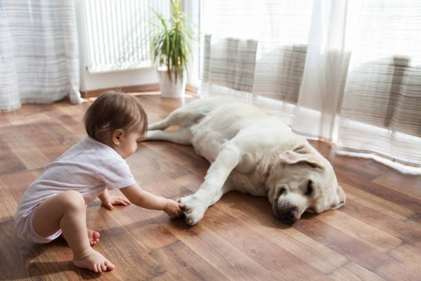 the-top-flooring-options-for-pet-owners